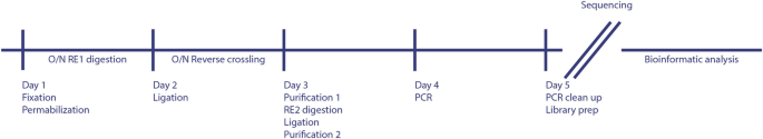 A schema of a linear timeline of T L A sample preparation process takes 5 days, with the days labeled as fixation permeabilization, ligation, purification 1 and 2, P C R, and PC R clean up.