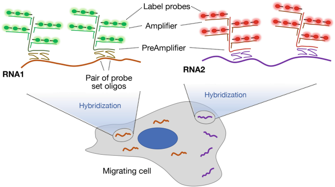 A 3 D illustration of m R N A imaging and quantification. R N A 1 molecules with a pair of probe set oligos and R N A 2 molecules are detected from migrating cells through hybridization with the help of label probes, amplifiers, and preamplifiers.