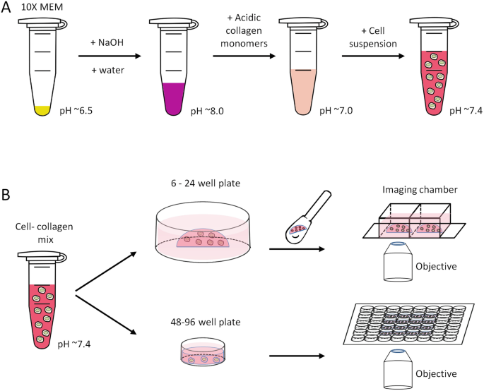 Illustrations A and B, depict the preparation of collagen mixture and culture of cell collagens.