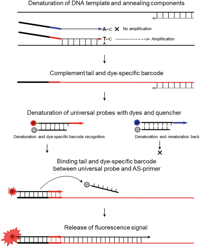 Modified Allele-Specific qPCR (ASQ) Genotyping