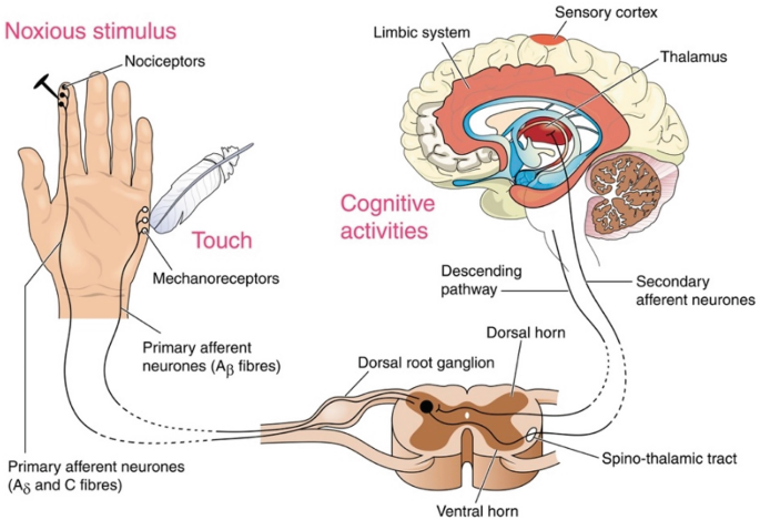 Skin-Mediated Interoception: The Perception of Affective Touch and  Cutaneous Pain | SpringerLink