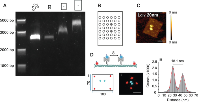 A is an electrophoresis gel image with 5 lanes at 5000, 3000, 2000, and 1500 b p. B is a circle-shaped 7 by 6 grid with 2 shaded circles. C is a color gradient A h s-A F M image at L d i v 20 nanometers with a color scale on the right. And D is a set of schematic, illustration, image, and graph of the mapping of d S A v positions.