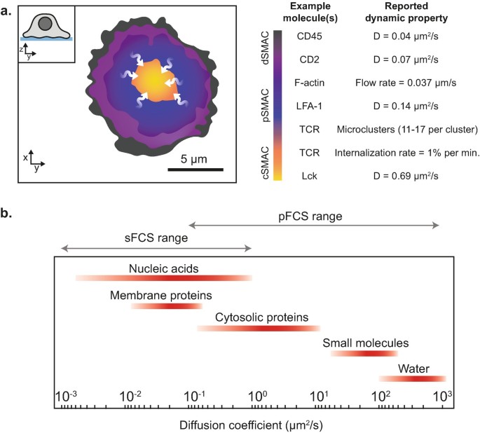 A 2-part illustration. Part 1 illustrates a four-layered, color-coded circular structure with irregular edges and small arrows pointing to the center. A graph in Part 2 compares diffusion coefficients, with the lowest values for nucleic acids and membrane proteins and the highest value for water.