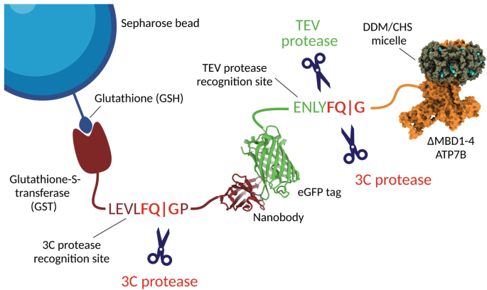 glutathione s transferase tag purification SDS-PAGE analysis of glutathione S-transferase (GST) purification from