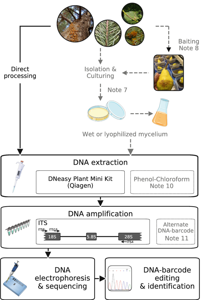DNA-Barcoding Identification of Plant Pathogens for Disease Diagnostics |  Springer Nature Link