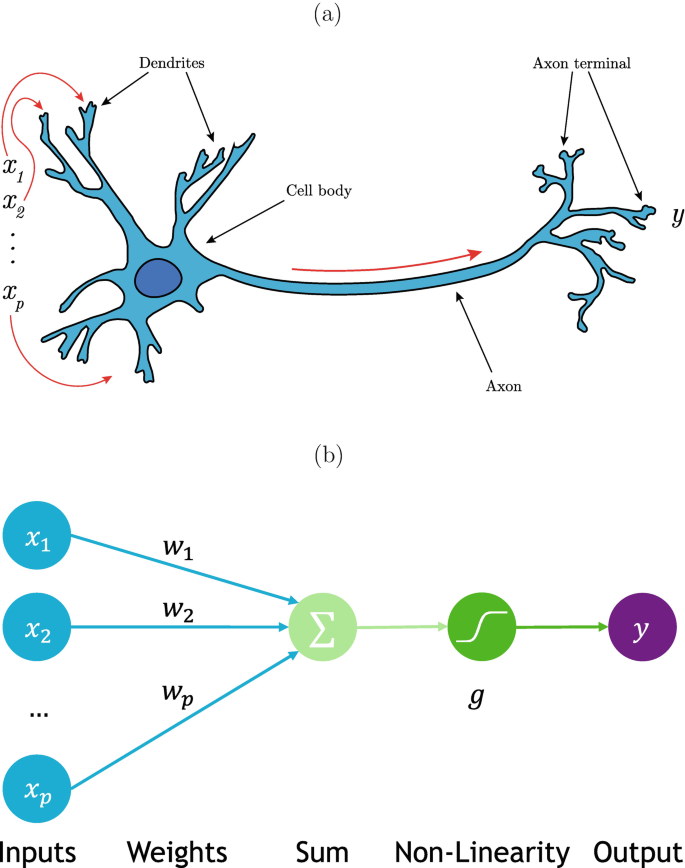 Diagram A is of a neuron with the labeled parts dendrites, cell body, axon, and axon terminal. Diagram B consists of X 1 through X p, converging at sigma through w 1 through W p. It ends with y.