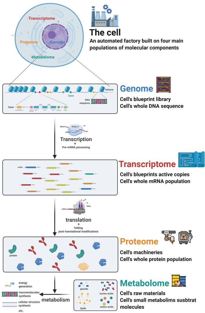 A schematic representation depicts that the genome is a blueprint library of the cell, the transcriptome is the whole m R N A population, the proteome is the machinery of the cell, and the metabolome is the raw material.