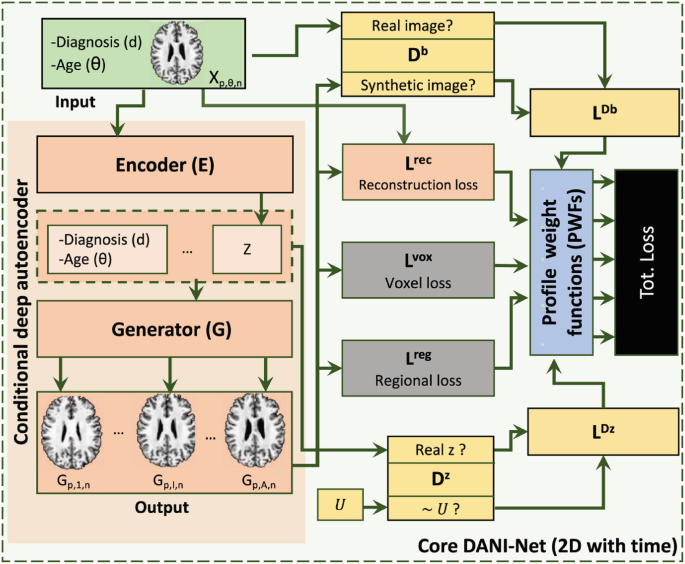 A framework for DaniNet. Input passes through an encoder, generator, and then the framework identifies whether the image is real or synthetic. The framework then calculates several types of loss, including reconstruction loss, voxel loss, regional loss, and the profile weight loss function.