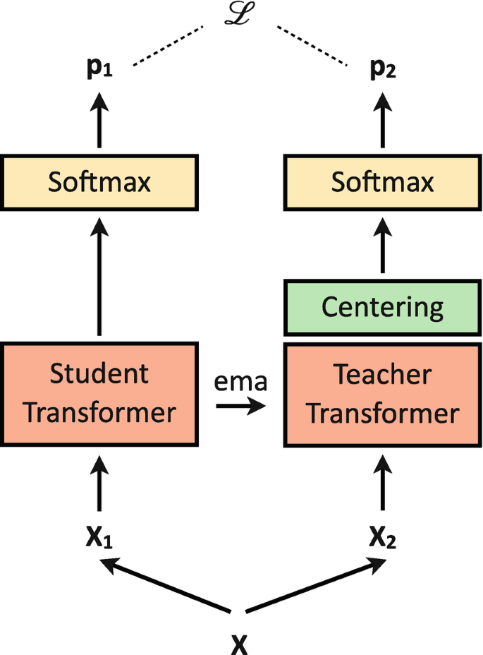 A flow diagram of DINO training procedures. The input x is augmented into x 1 and x 2 . x 1 is sent to the student transformer, soft max, and p 1. x 2 is sent to the teacher transformer, centering, soft max, and p 2. p 1 and p 2 lead to the output of L.