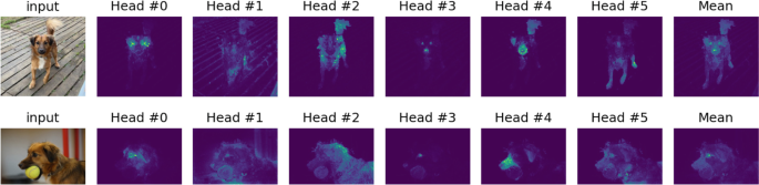 Photographs of DINO samples exhibit the sematic structure. Rows 1 and 2 have 8 photos. A photograph of a dog as the input on the left, followed by head hashtags 0, 1, 2, 3, 4, and 5, and mean in row 1, and a dog with a ball in its mouth as the input on the left, followed by head hashtags 0, 1, 2, 3, 4, and 5, and mean in row 2.