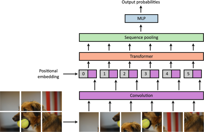 A schematic of compact convolutional transformers. The input is a photograph of a dog with a ball in its mouth, which is divided into six parts. It undergoes convolution, positional embedding, transformer process, sequence pooling, M L P, and to get the output probabilities.