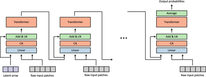 A schematic of the perceiver architecture. On the left, the latent array and the raw input patches lead to the linear, C A, add and L N, transformer, and so on. On the right, the raw input patches lead to the linear, C A, add and L N, transformer, average, and the output probabilities.