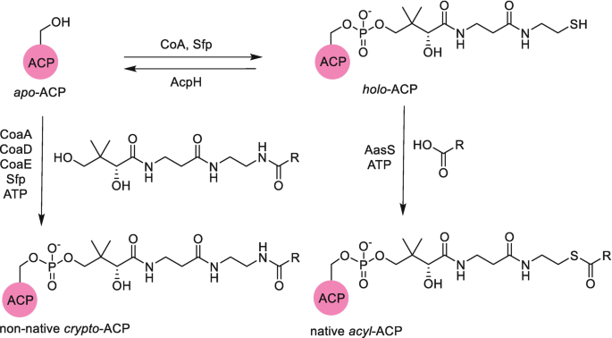 Holo-sterol Carrier Protein-2: 13C NMR INVESTIGATION OF CHOLESTEROL AND  FATTY ACID BINDING SITES - ScienceDirect