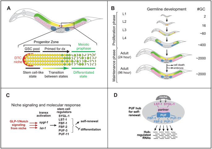 glp 1 c elegans Analysis of the C. elegans Germline Stem Cell Pool