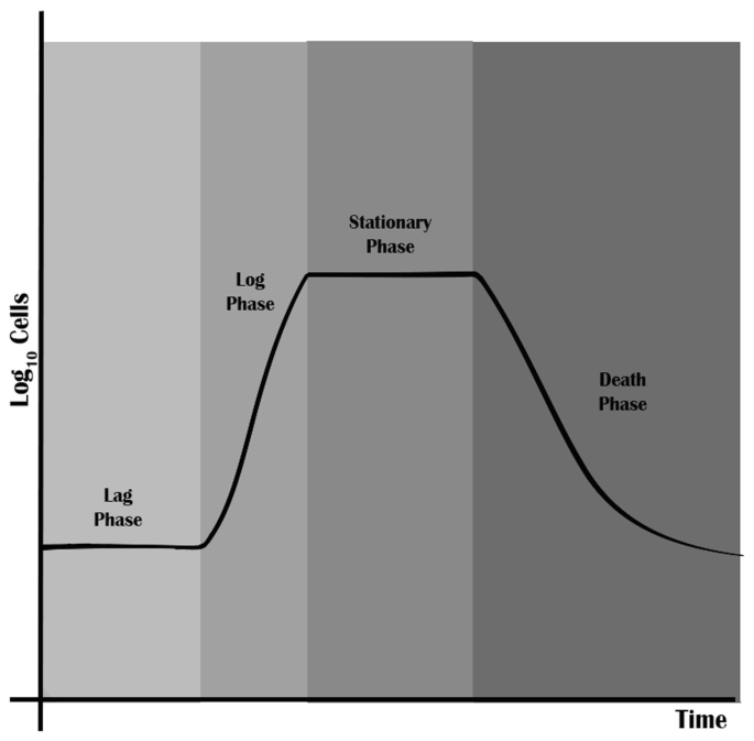 A profile plots log base 10 cells versus time. A line begins along the y axis, remains constant for the lag phase, and increases gradually for the log phase for a certain time period. Then it remains stable for the stationary phase and again decreases gradually for the death phase.