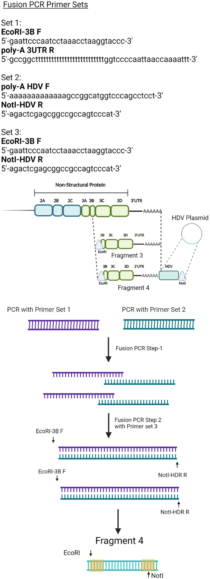 Construction of Infectious Clones for Human Enteroviruses | Springer Nature  Link (formerly SpringerLink)