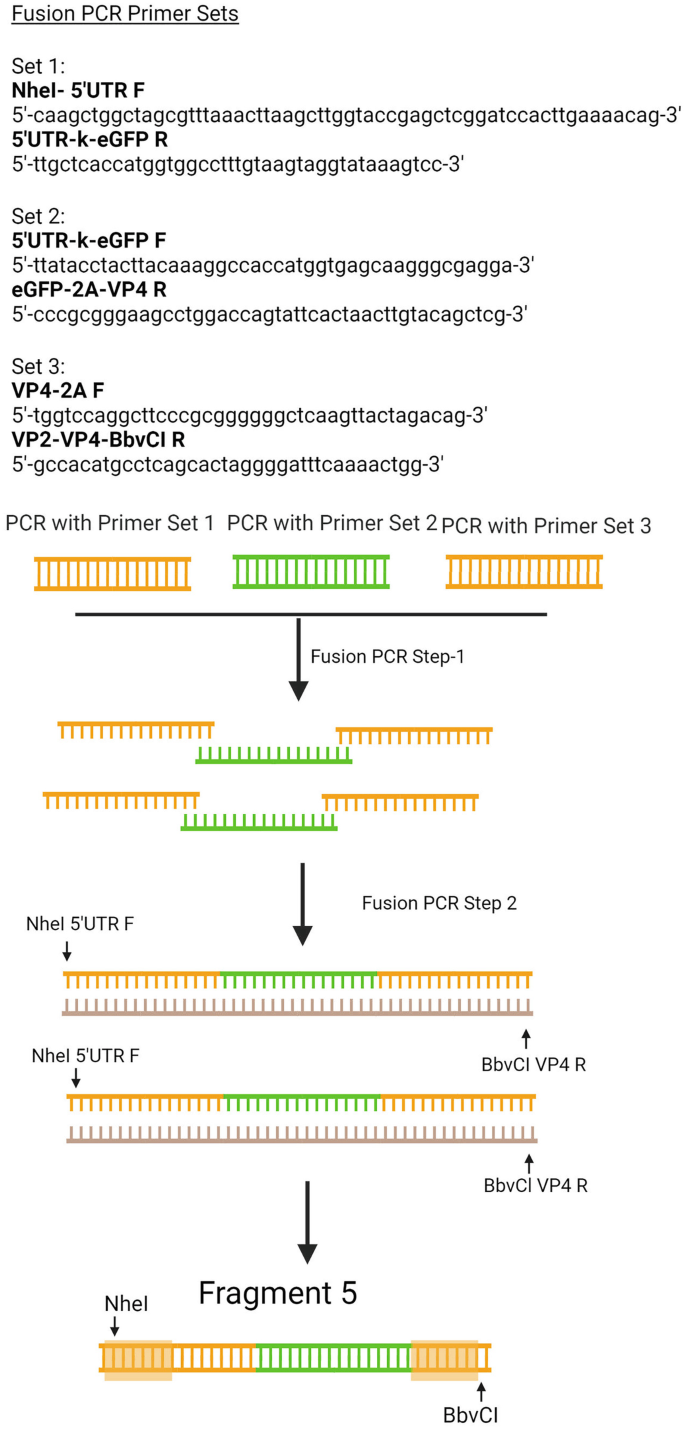 Construction of Infectious Clones for Human Enteroviruses | Springer Nature  Link (formerly SpringerLink)