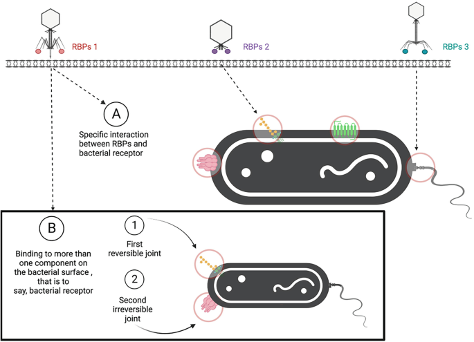 Piggyback-the-Winner in host-associated microbial communities