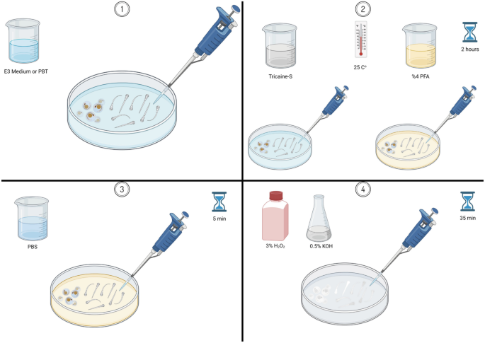 A schematic illustration of steps 1 to 4 of the protocol. The steps are embryos washed in an embryo medium, anesthetize the embryos, wash with P B S, and bleach the embryo.