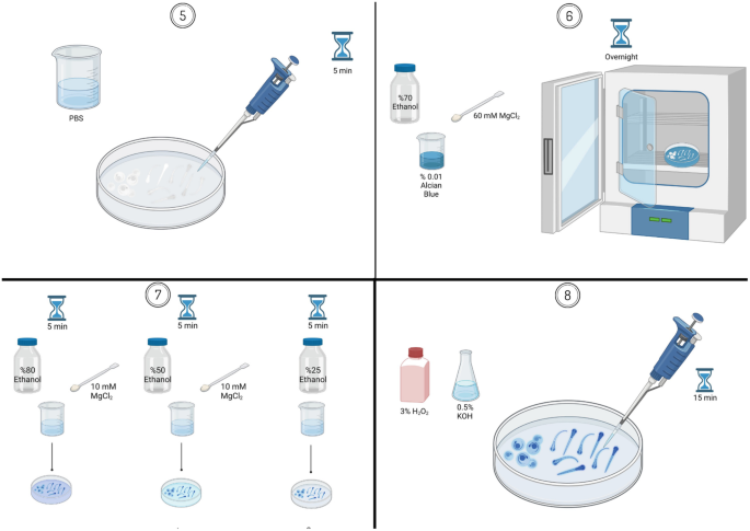 A schematic illustration of the steps 5 to 8 of the protocol. The steps are to wash the embryo with P B S, incubate the embryo, wash the embryo after staining, and bleach the embryo.