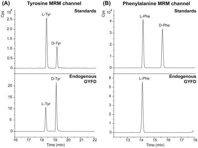 4 graphs plot c p s versus time. A. Tyrosine M R M channel. Standards. L Tyrosine peaks higher than D Tyrosine. Endogenous G Y F D. D Tyrosine peaks higher than L Tyrosine. B. Phenylalanine M R M channel. Standards. L phenylalanine peaks higher than D phenylalanine. Endogenous G Y F D only L phenylalanine peaks.