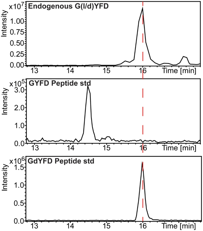 3 graphs plot intensity versus time. A dotted vertical line passes through at 16 minutes in all 3 graphs. The endogenous G, I per d, Y F D and G d Y F D peptide standard peaks at 16 minutes, while G Y F D peptide standard peaks at14.5 minutes. Data are estimated.