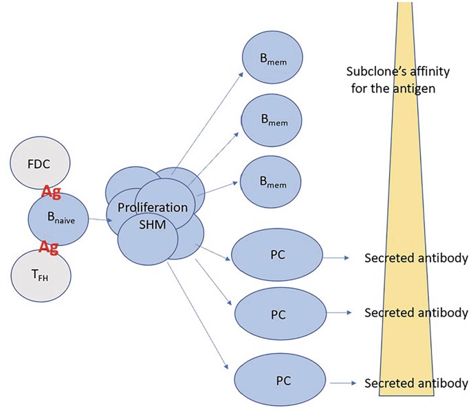 A sequence of a process. F d , B Naive, and T F H bind to the antigen and cause proliferation of S H M. This gives B mem and P C. P C secrete antibody. B mem have subclone's affinity for the antigen.