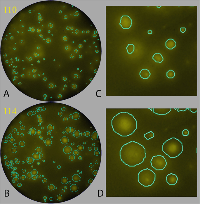 A set of 4 H D R scans of secretory footprints are labeled A through D. Labels C and D are magnified views of scans A and B, respectively. Scans A and C have smaller, and scans B and D have larger irregular-shaped round particles with boundary outlines.