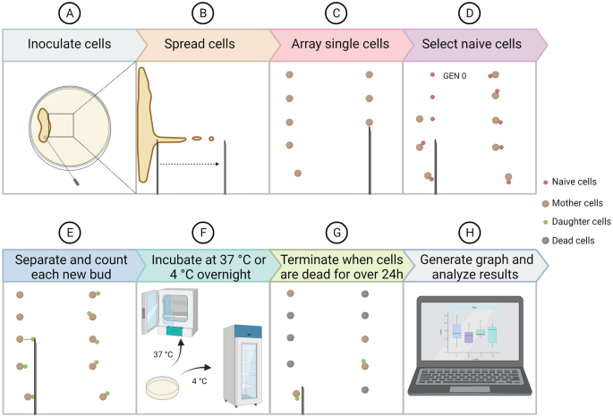 An illustration depicts the microdissection workflow. The steps include inoculated cells, spread cells, array single cells, select naive cells, generate a graph and analyze results, terminate when cells are dead for over 24 hours, incubate at 37 degrees Celsius, and separate and count each new bud.