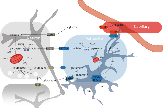 astrocyte sxc glutamate transporter glutathione Computational Models of Function at Glutamatergic Synapses How to treat CARPAL bpc157buy Our Flavors:Paloma