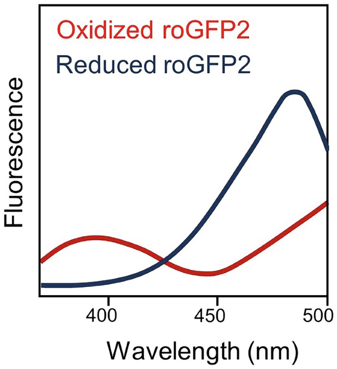 real-time imaging of the intracellular glutathione redox potential Evaluating real time intracellular redox toxicology using live-cell imaging  approaches