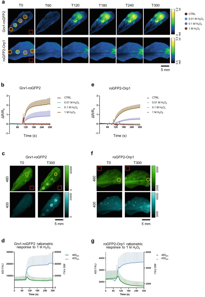 confocal imaging of glutathione redox potential in living plant cells Noninvasive In Planta Live Measurements of H2O2 and Glutathione Redox  Potential with Fluorescent roGFPs-Based Sensors