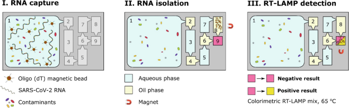 3 schematic. 1. R N A capture. Oligimagnetic bead, SARS COV-2 R N A, and contaminants are visualized. 2. R N A isolation. Labels are aqueous phase, oil phase, and magnet. 3. R T LAMP detection. Negative and positive results are revealed.