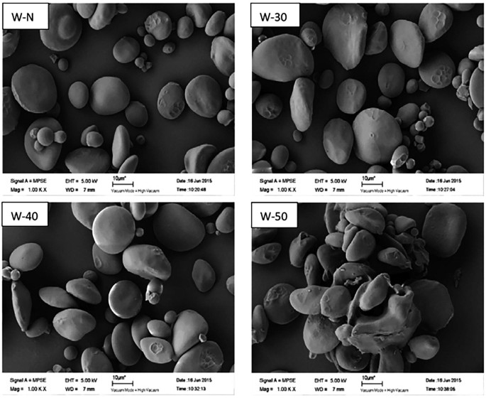 4 microscopic images of different wheat starch for W N, W 30, W 40, and W 50 at 10 micrometers. The morphology of the sample has a distribution of irregular stone-like structures of varying sizes. The W 50 morphology has clustered particles.