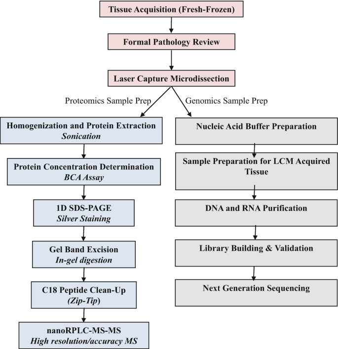 Homogenization Flowchart A Microdissection Protocol for Proteogenomic Analysis of Histological ...