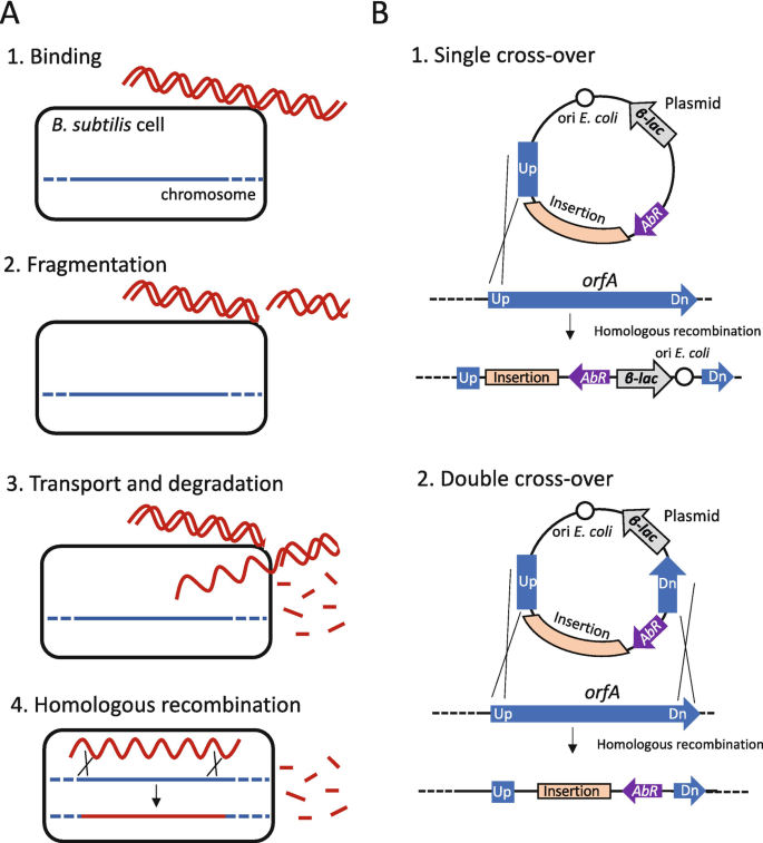 Genetic Engineering of Bacillus subtilis Using Competence-Induced ...