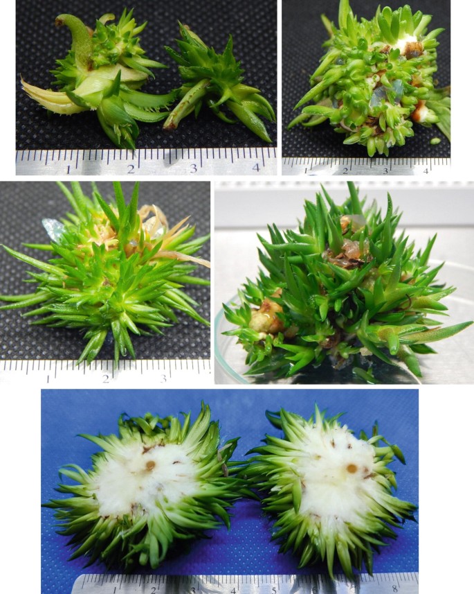 In Vitro Propagation of Threatened Agave Species Using a Two-Stage ...