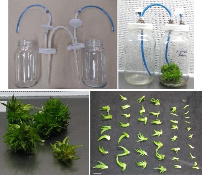 In Vitro Propagation of Threatened Agave Species Using a Two-Stage ...