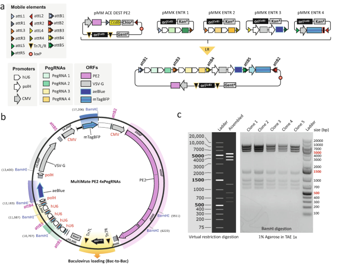 Assembly of Baculovirus Vectors for Multiplexed Prime Editing ...
