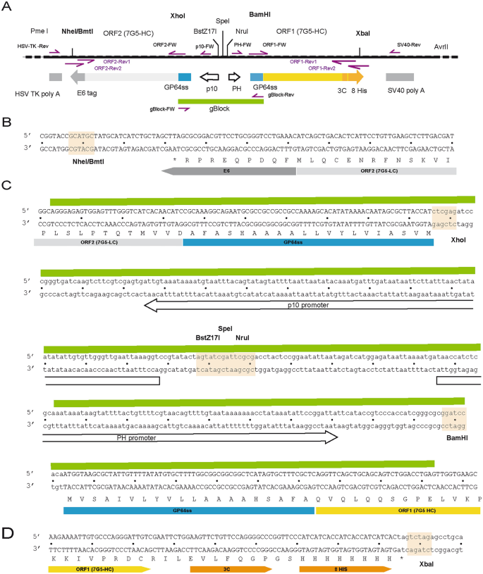 A Time and Cost-Effective Pipeline for Expression Screening and Protein ...