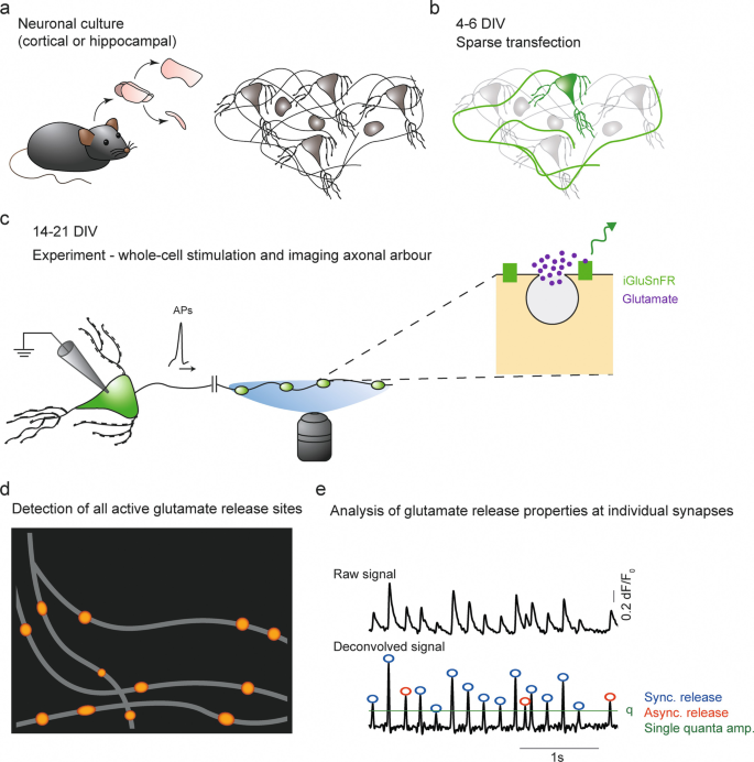 Investigating Presynaptic Activity using the SF-iGluSnFR Sensor ...
