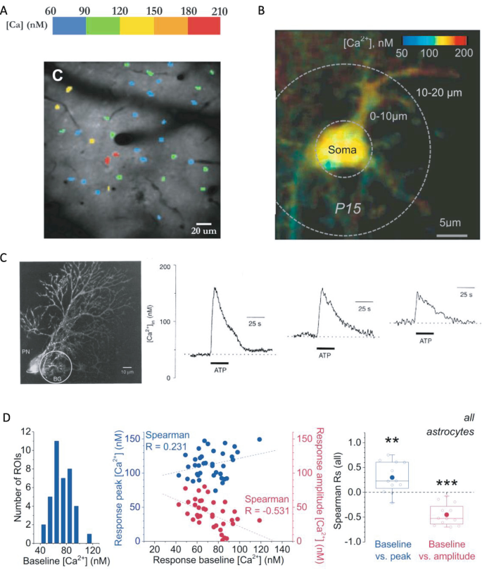Quantitative Optical Analysis of Astrocytic Ca2+ Signaling | SpringerLink