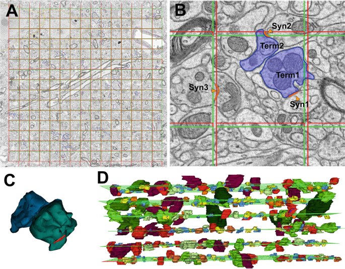 Unbiased Sampling and Volume-Sorting of Origin-Specific Terminals Using ...