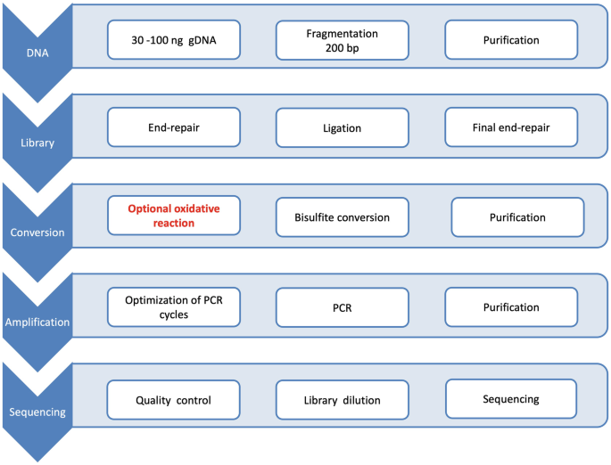 Whole-Genome Bisulfite Sequencing Protocol for the Analysis of Genome ...