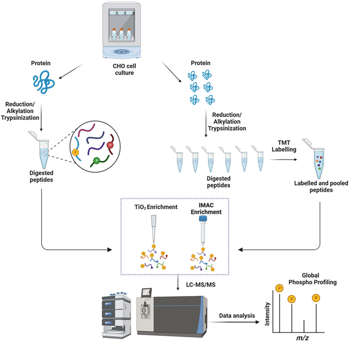 Phosphopeptide Enrichment and LCMS/MS Analysis to Study the