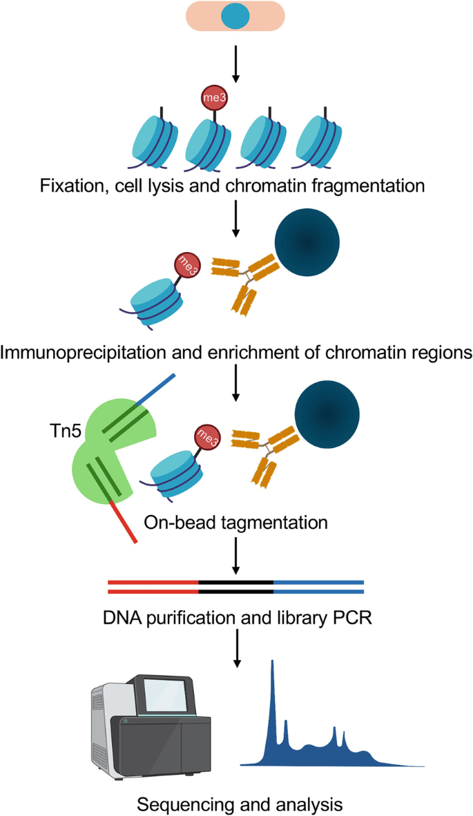 ChIPmentation for Epigenomic Analysis in Fission Yeast | SpringerLink