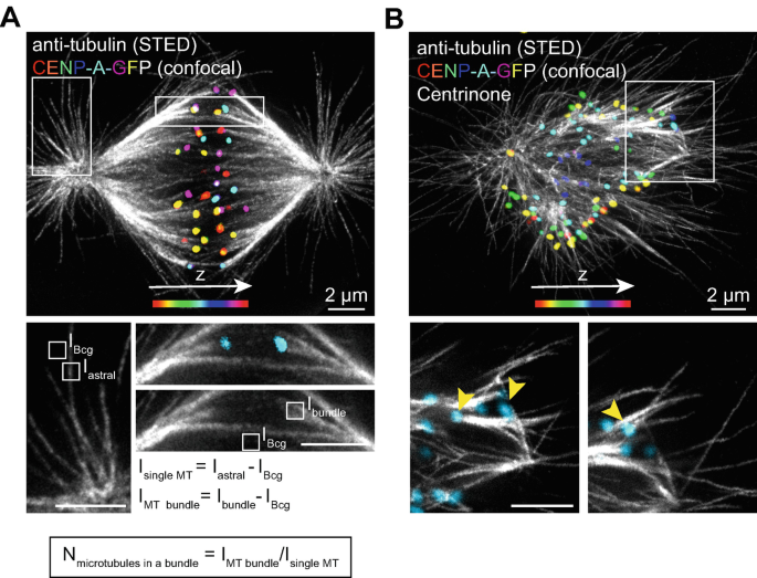 Super-Resolution Imaging of Mitotic Spindle Microtubules Using STED ...
