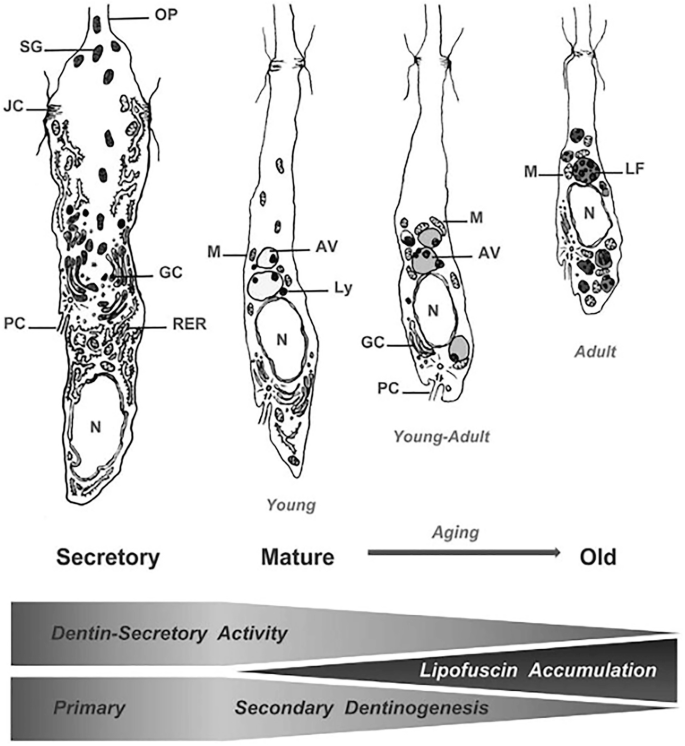 Development Of Pulp Dental Pulp Is a Connective Tissue | SpringerLink