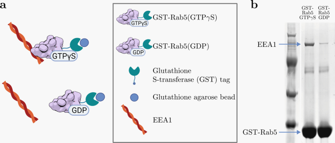 Motor Function of the Two-Component EEA1-Rab5 Revealed by dcFCCS | Springer  Nature Link