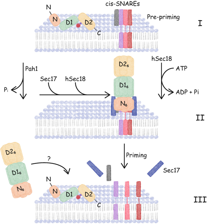 Spectroscopic Methods for Detecting Conformational Changes During Sec18 ...